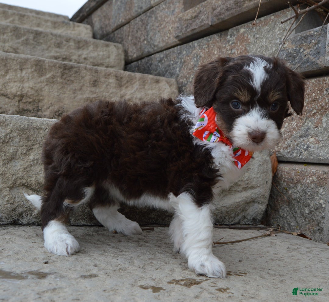 Mini Aussiedoodle dogs for sale: Toy Autumn - Ad 15