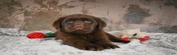 Labrador Retriever dogs for sale: Bailey - Ad 6