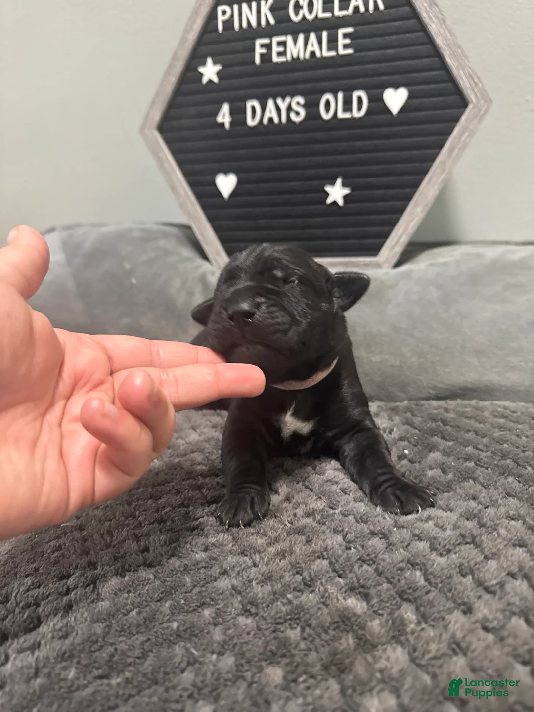 Cane Corso dogs for sale: Raven - Ad 10