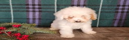 Mini Bernedoodle dogs for sale: Rudolph - Ad 13
