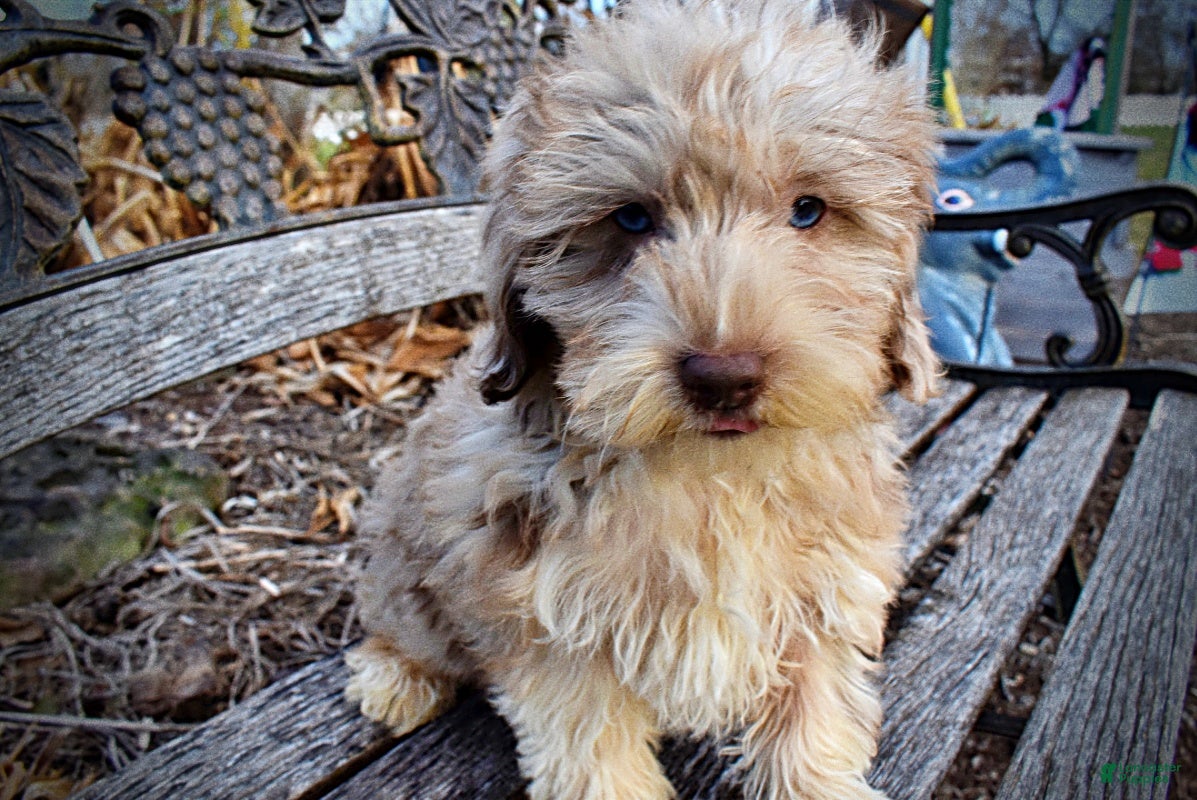 Havapoo dogs Willow - Ad 27