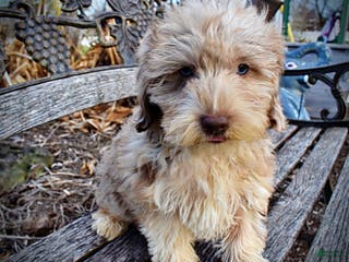 Havapoo dogs Willow - Ad 24