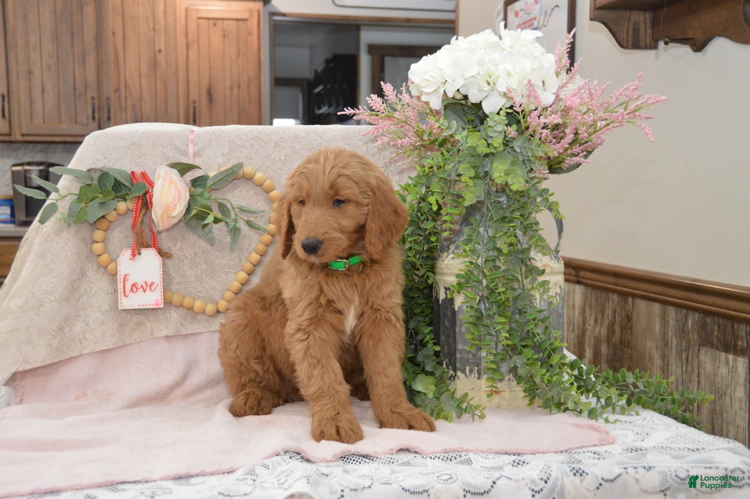 Goldendoodle dogs for sale: Rusty - Ad 6