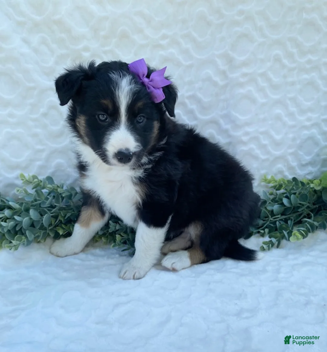 Border Collie dogs for sale: Petunia - Ad 2
