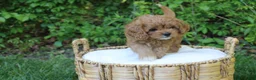 Cavapoo dogs for sale: Liberty  - Ad 2