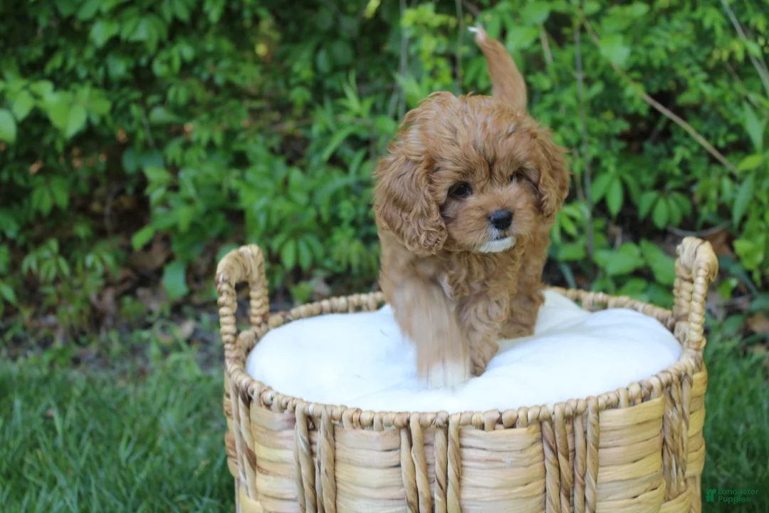 Cavapoo dogs for sale: Liberty  - Ad 2
