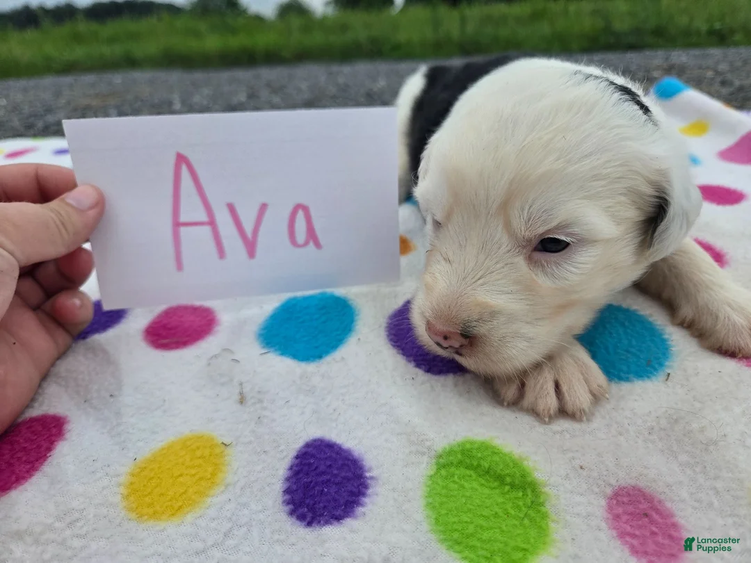 Sheepadoodle dogs for sale: Sheepadoodle 1 - Ad 1