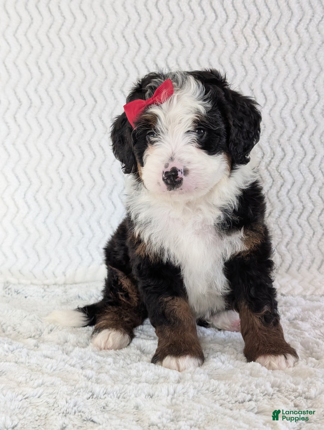 Mini Bernedoodle dogs for sale: Mini Jamie  - Ad 23