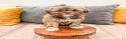Shih Tzu dogs for sale: Heidi - Ad 5