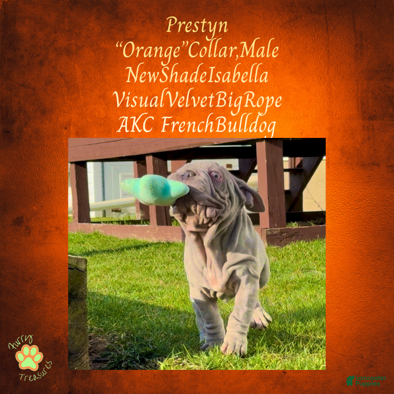 French Bulldog dogs for sale: Prestyn “ Orange” Collar, Male - Ad 9