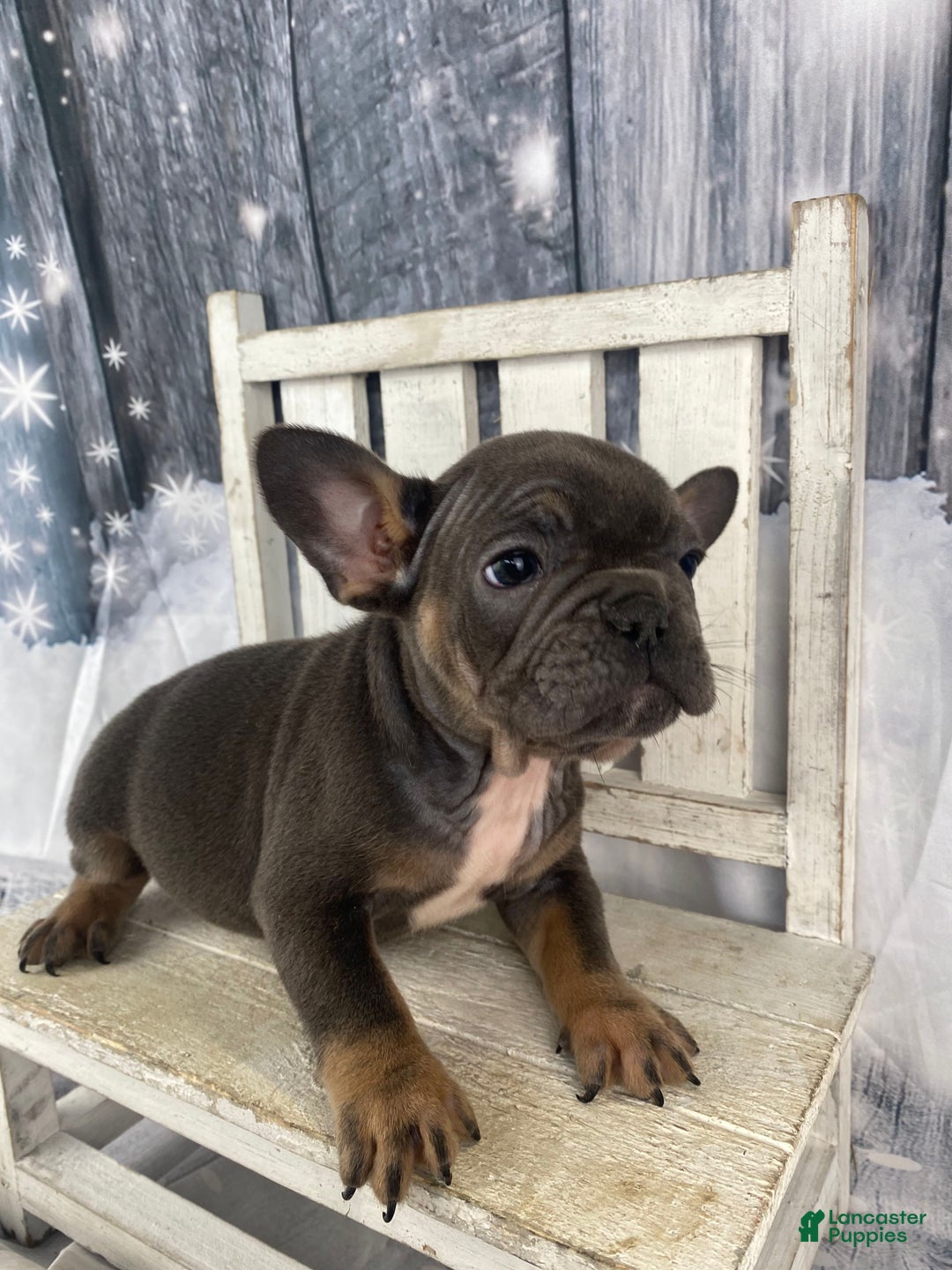 French Bulldog dogs for sale: Molly - Ad 7