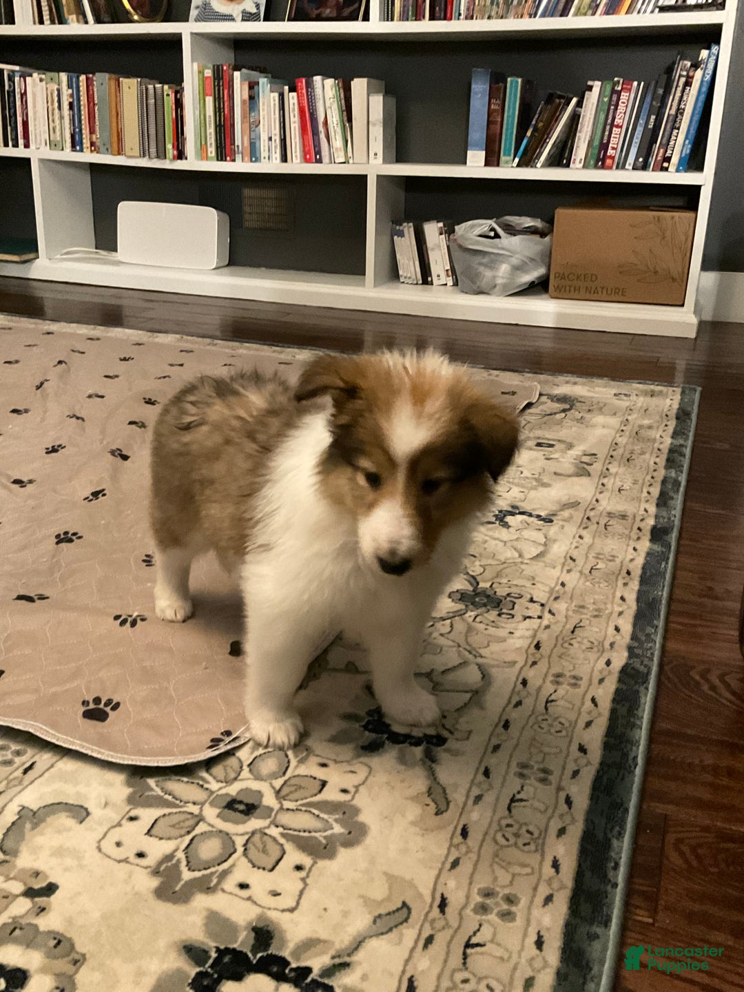 Collie dogs for sale: Collie Puppy 7 - Ad 21