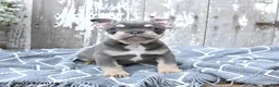 French Bulldog dogs for sale: Lucky - Ad 3