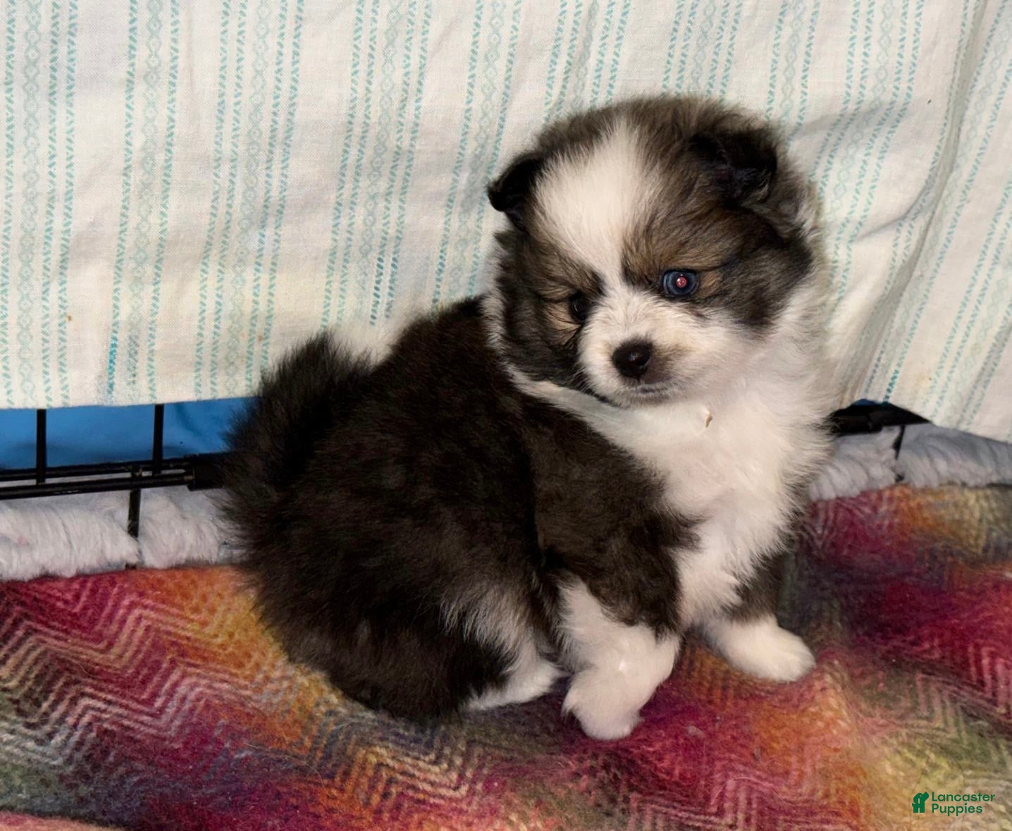 Pomeranian dogs Parti-color Sable (blue eye) Pomeranian  - Ad 2