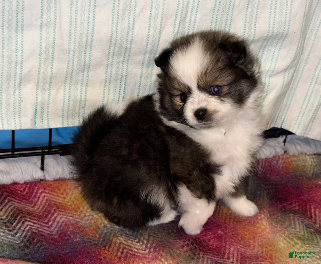 Pomeranian dogs for sale: Parti-color Sable (blue eye) Pomeranian  - Ad 2