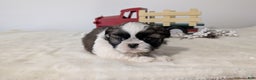 Shih Tzu dogs for sale: Tyson - Ad 4