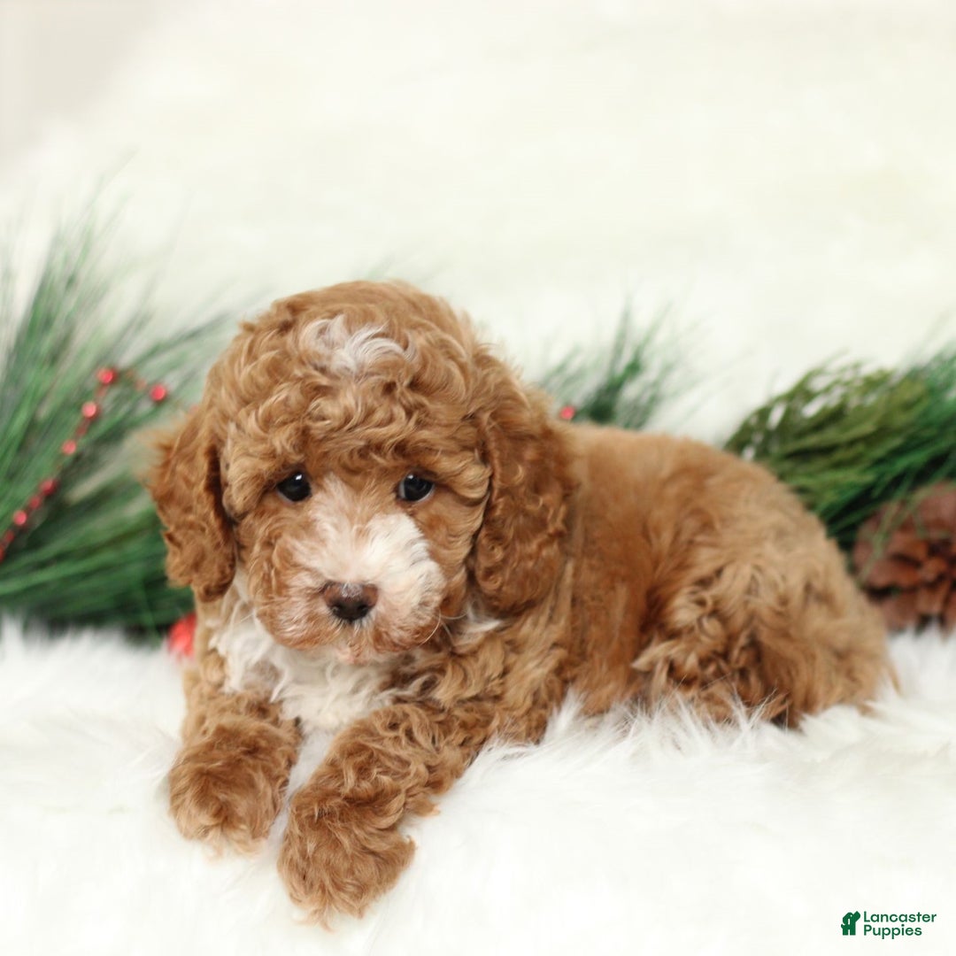 Toy Poodle dogs for sale: Jess  - Ad 2