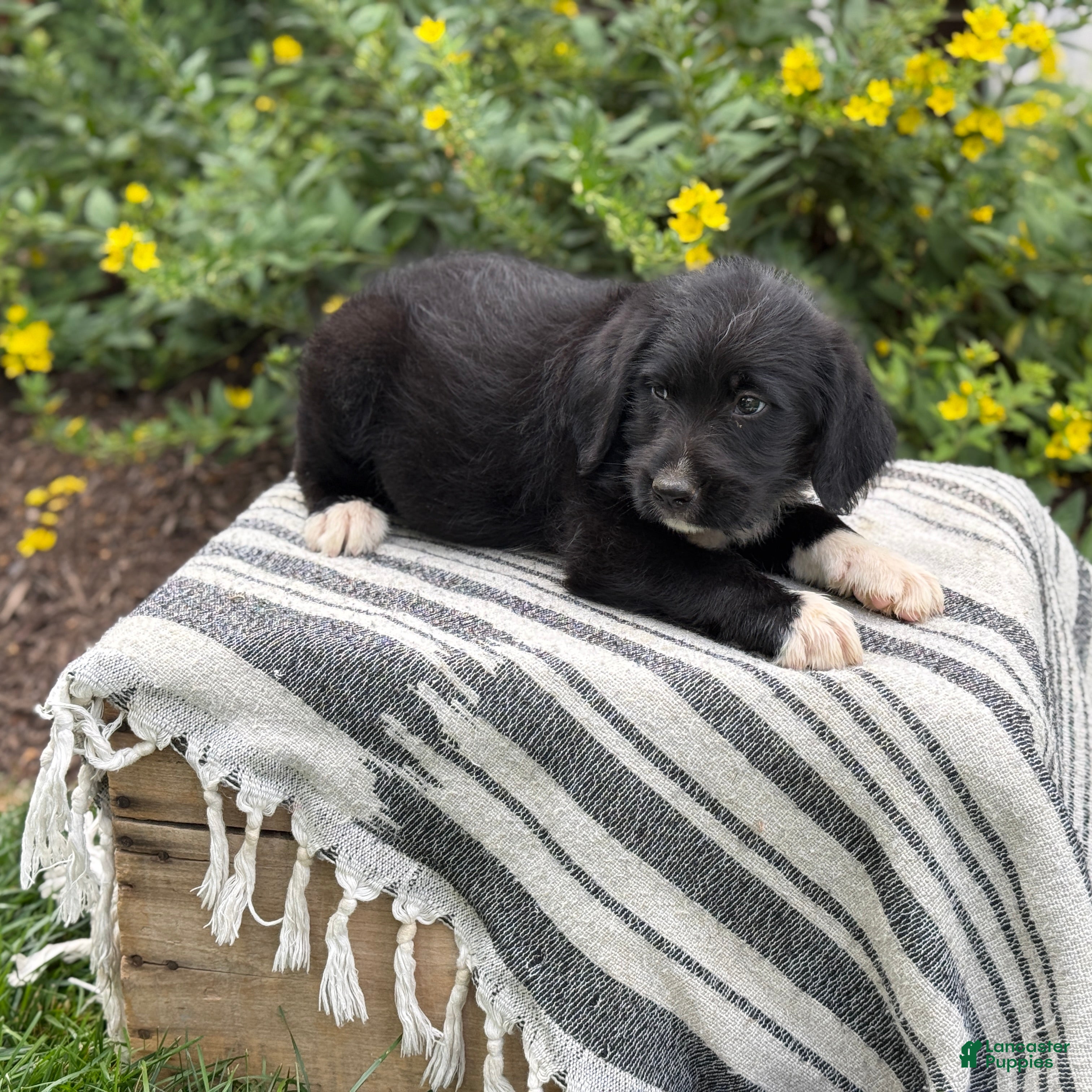 Mixed Breed dogs Gill - Ad 2