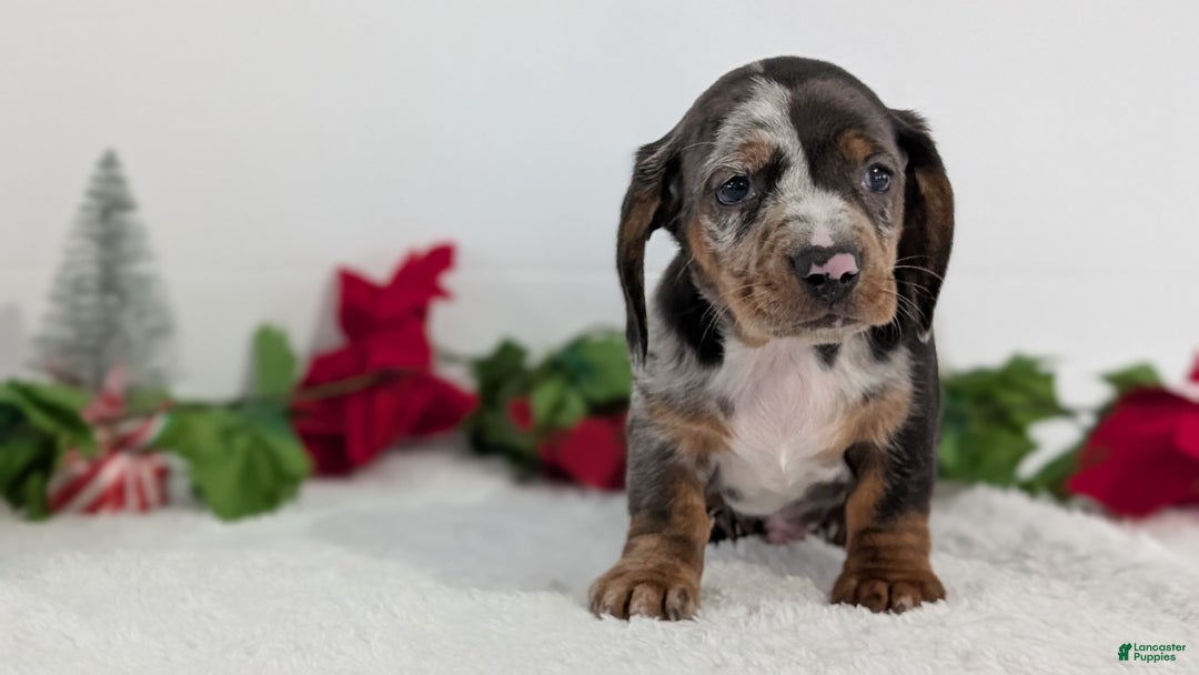 Miniature Dachshund dogs for sale: Xander  - Ad 4