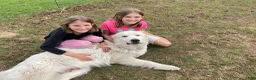 Great Pyrenees dogs for sale: Great Pyrenees Puppy Joshua - Ad 4