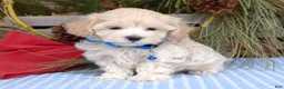 Maltipoo dogs for sale: Maverick - Ad 8