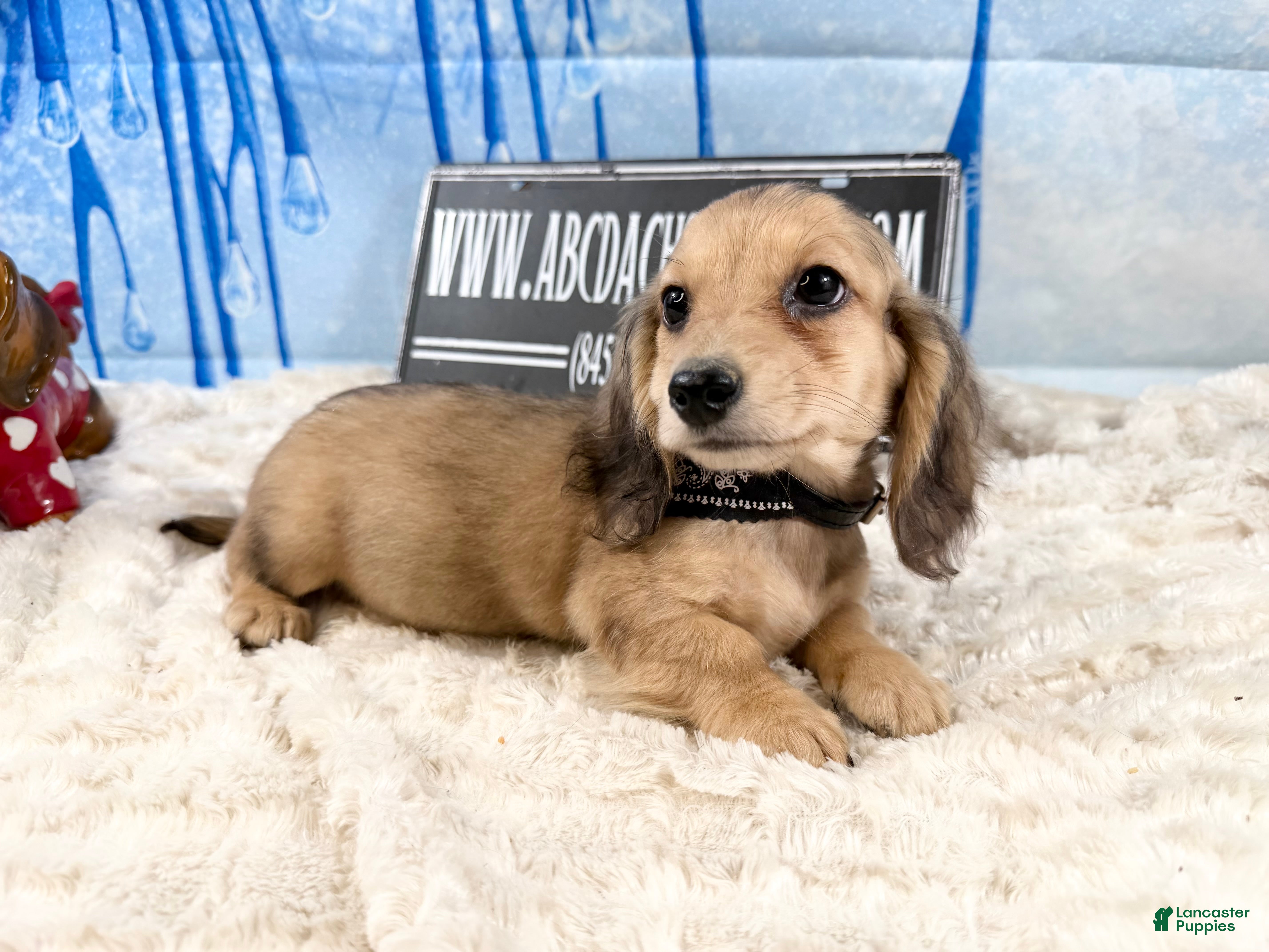 Miniature Dachshund dogs CReam  - Ad 3