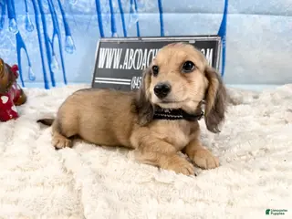 Miniature Dachshund dogs CReam - Ad 3