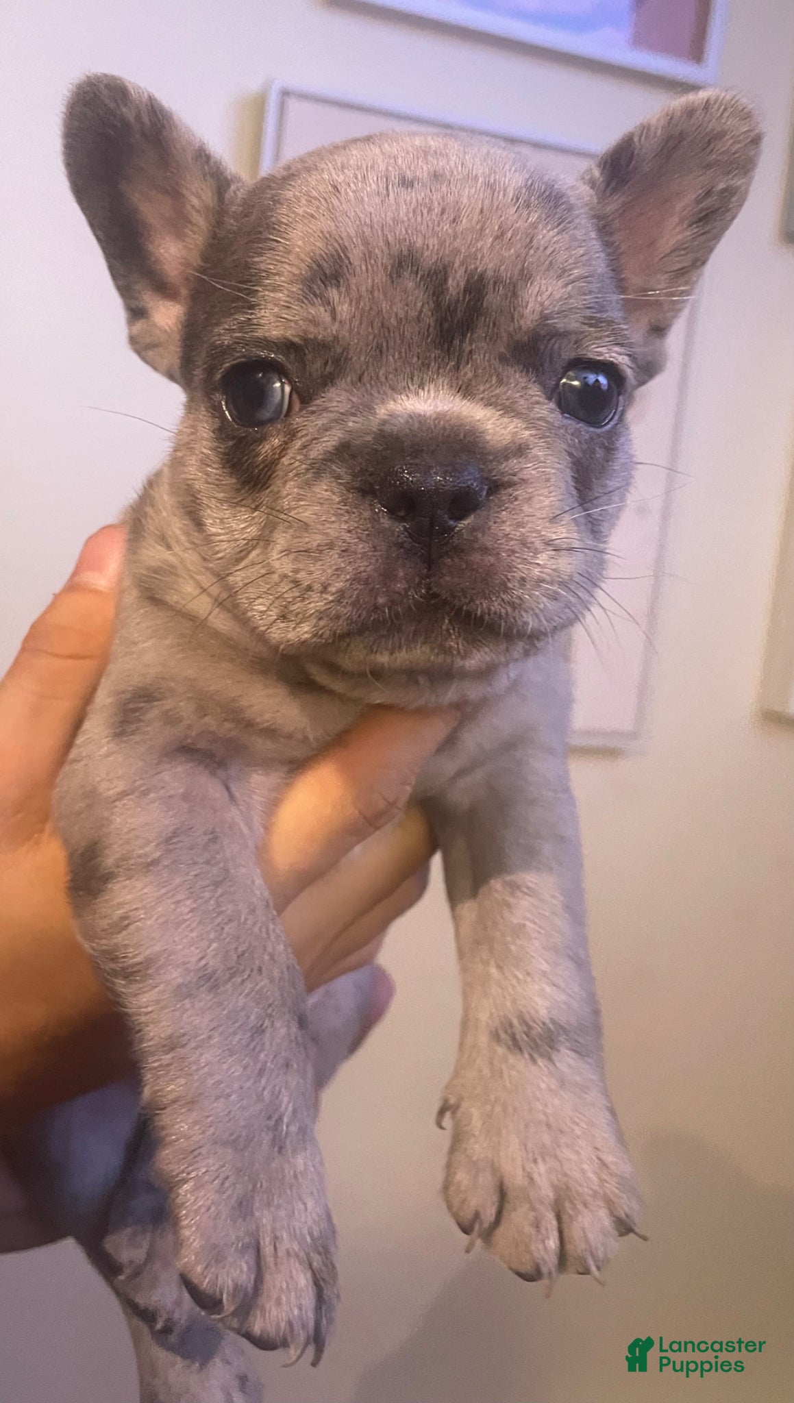 French Bulldog dogs French Bulldog Puppy 1 - Ad 3