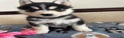 Pomsky dogs for sale: Chandler - Ad 3
