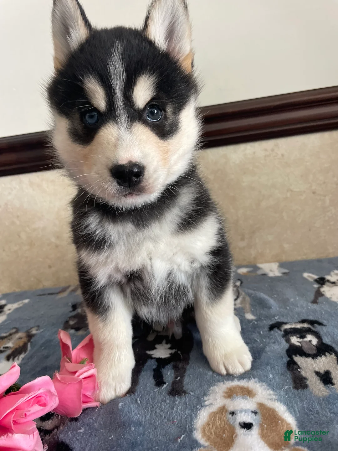 Pomsky dogs for sale: Chandler - Ad 3