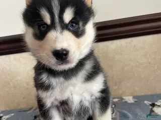 Pomsky dogs Chandler - Ad 39