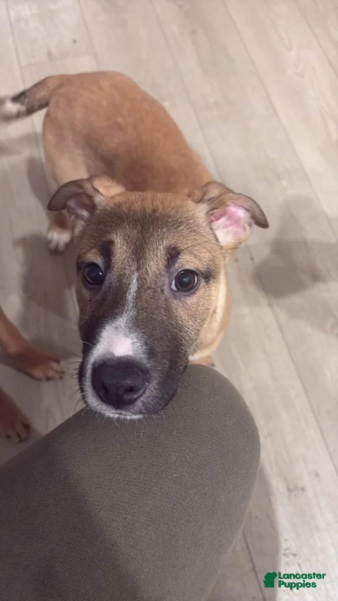 Mixed Breed dogs for sale: Mixed Breed Puppy 9 - Ad 1