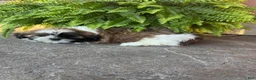 Shih Tzu dogs for sale: Sierra - Ad 3