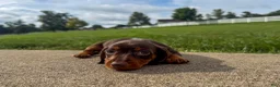 Miniature Dachshund dogs for sale: Cooper - Ad 3