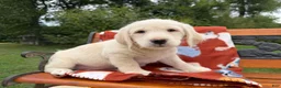 Labradoodle dogs for sale: Charlie (Boy) - Ad 6