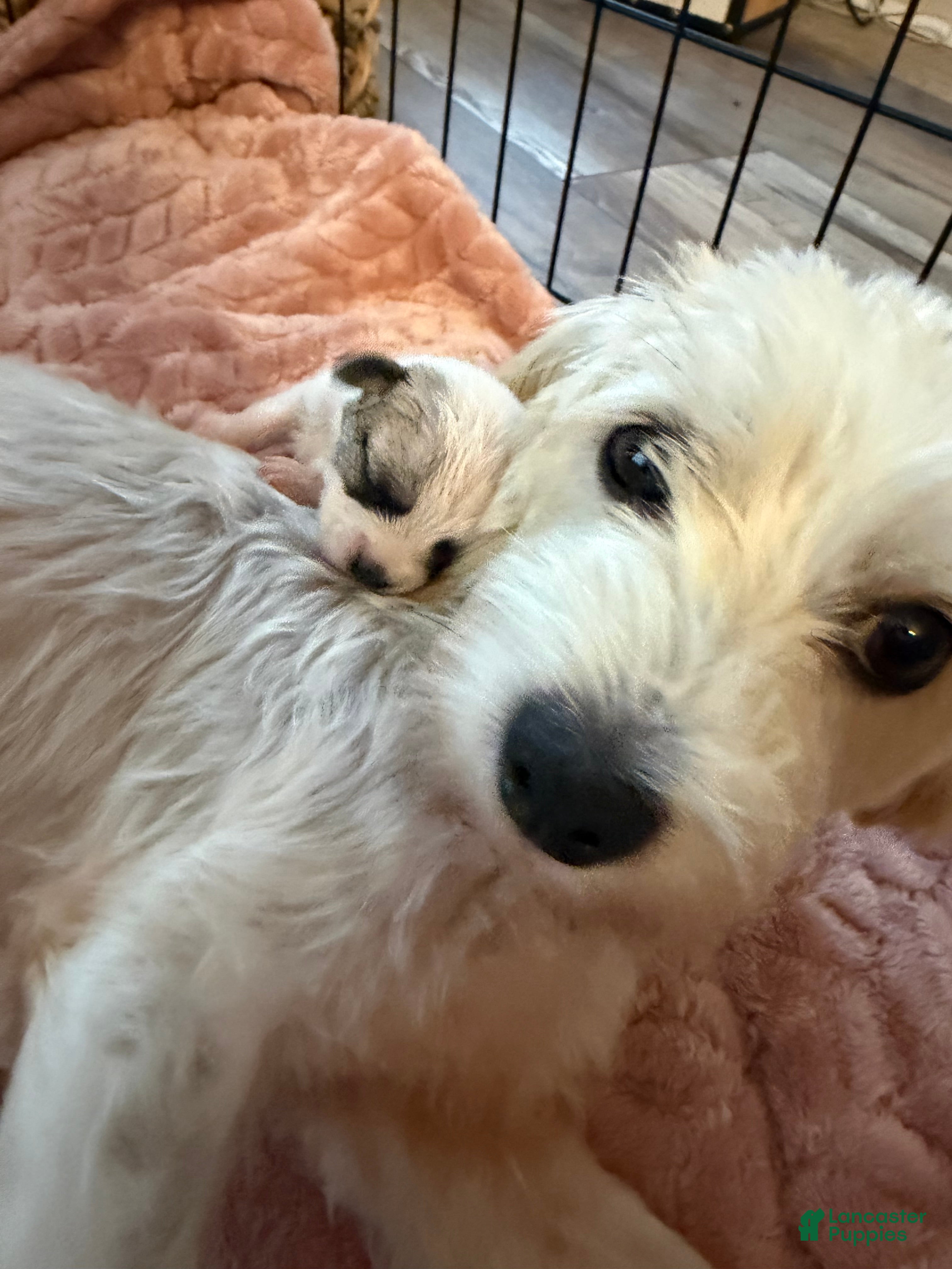 Maltipoo dogs Maltipoo 6 - Ad 2