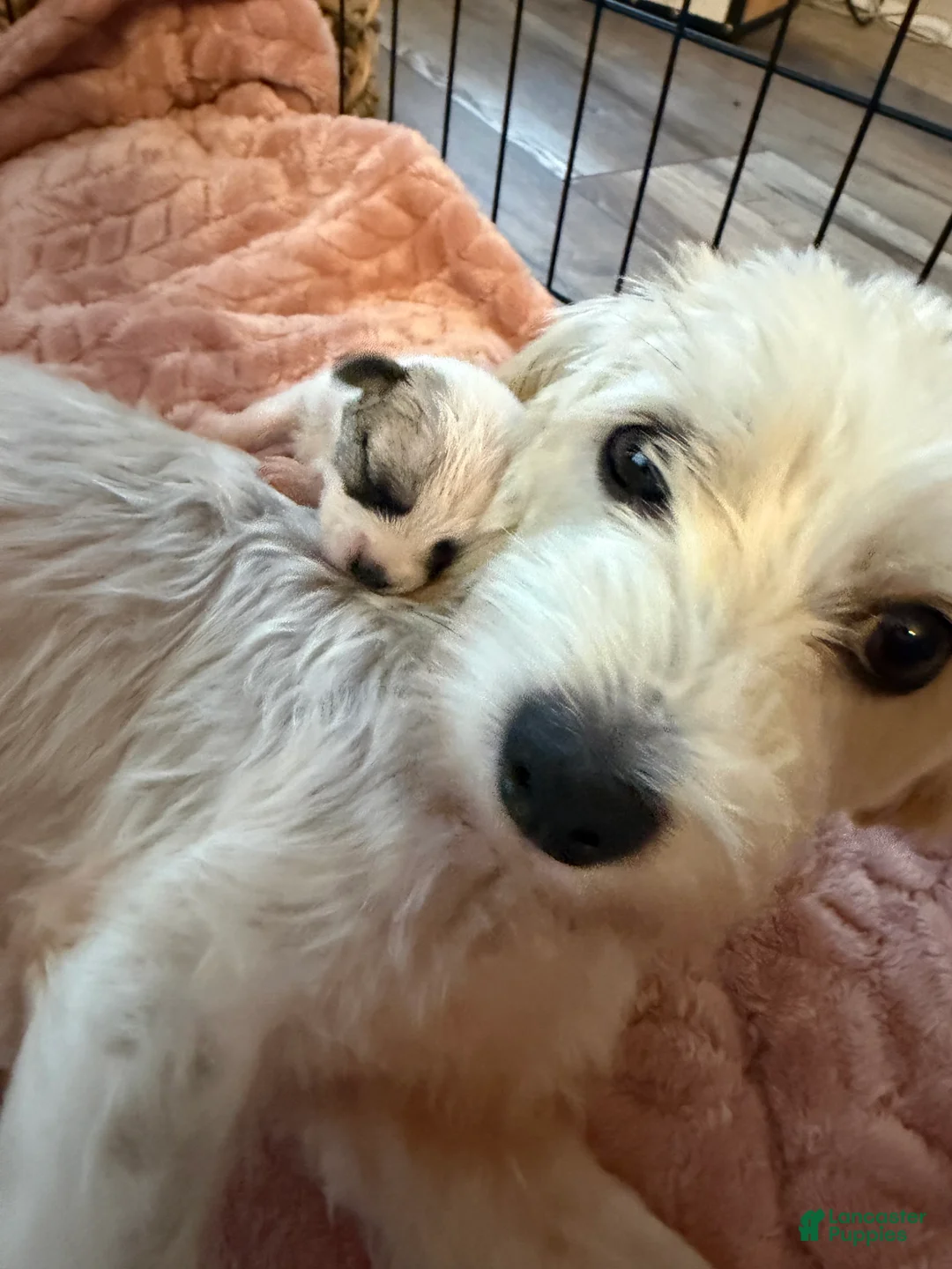 Maltipoo dogs for sale: Maltipoo 6 - Ad 2