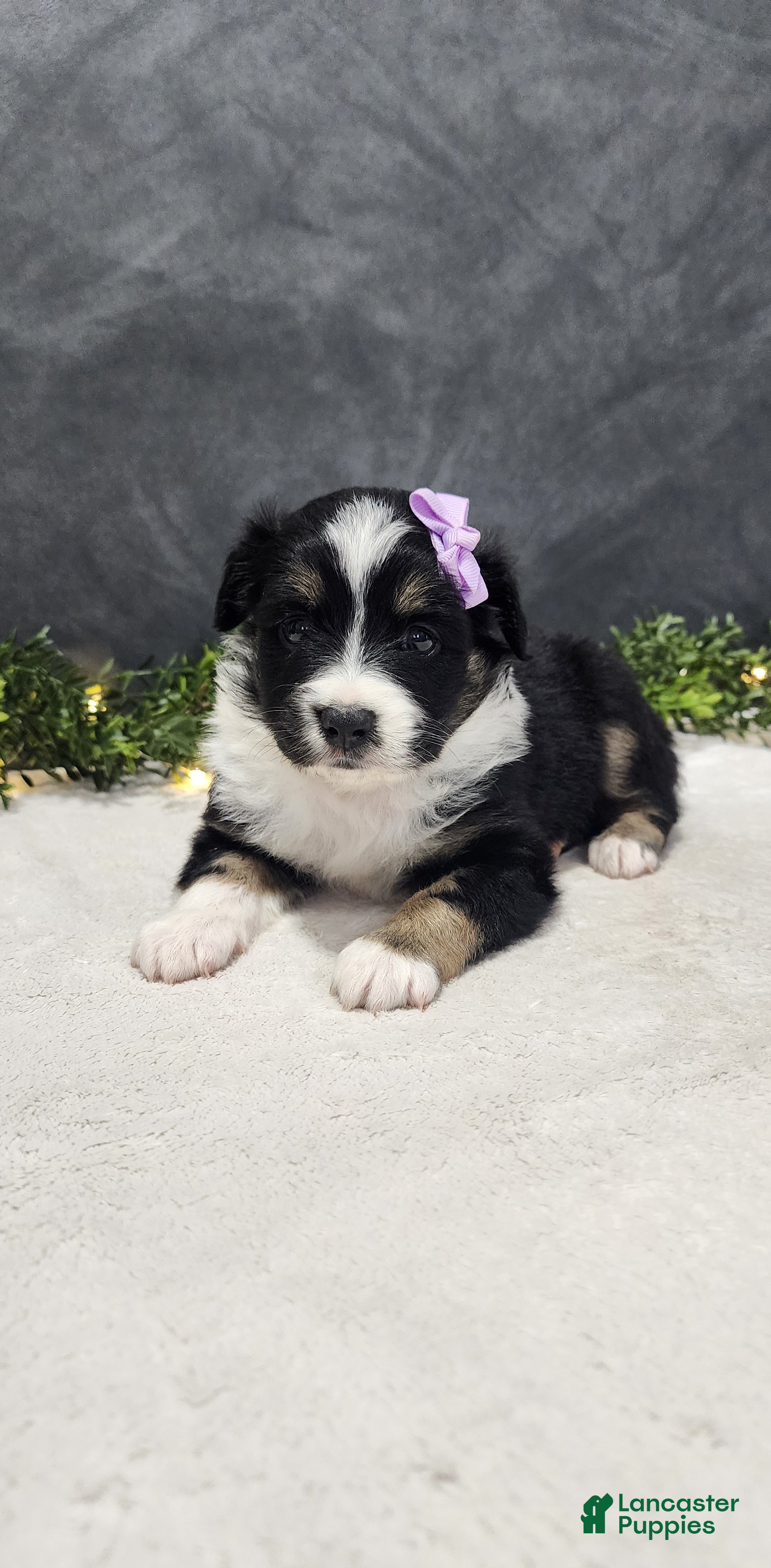 Miniature Australian Shepherd dogs Daisy  - Ad 2