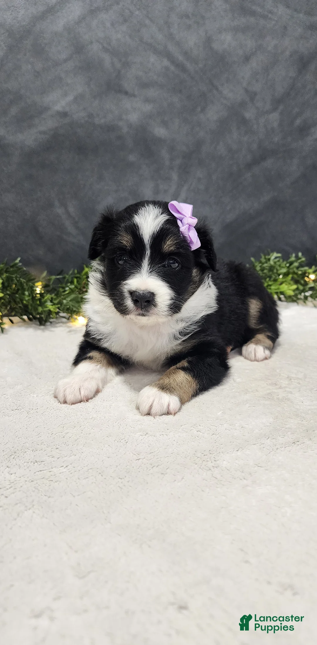 Miniature Australian Shepherd dogs for sale: Daisy  - Ad 2