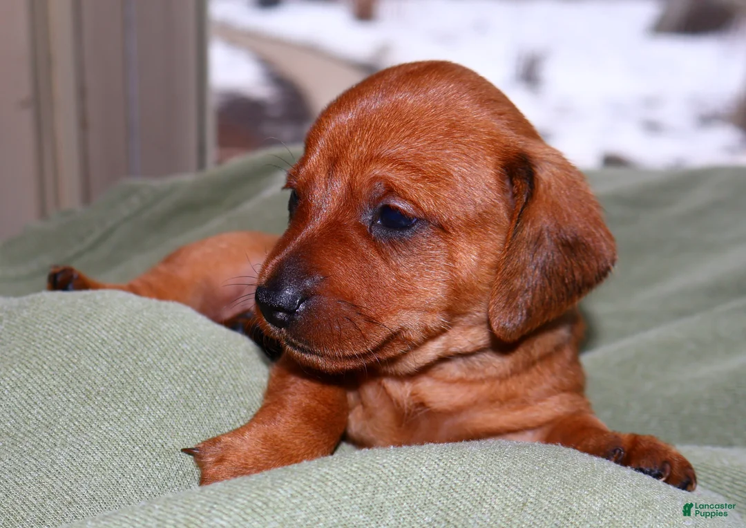 Miniature Dachshund dogs for sale: Copper - Ad 3