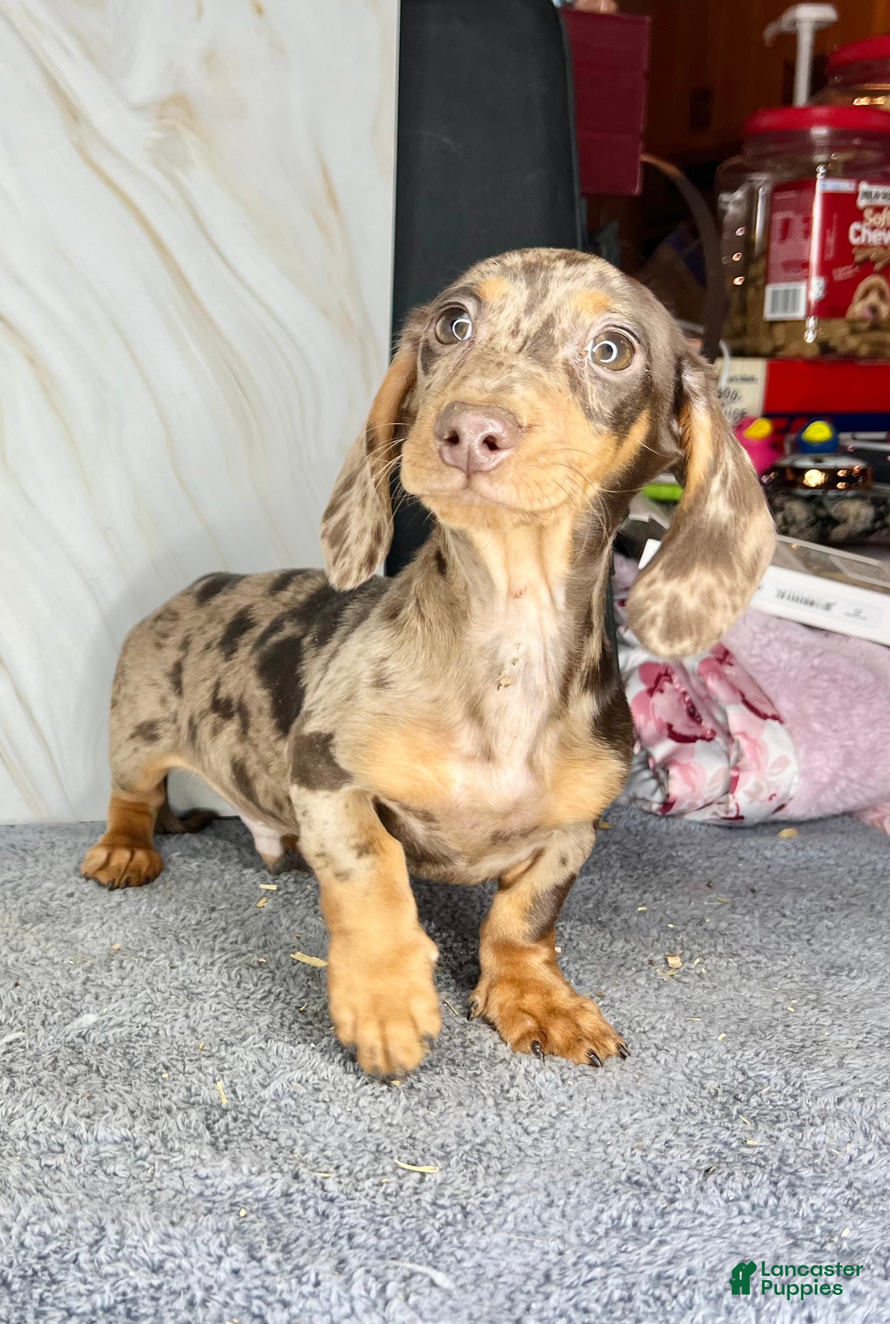 Miniature Dachshund dogs Rianna dappleShow boy - Ad 35
