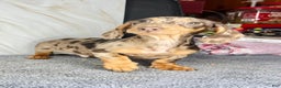 Miniature Dachshund dogs for sale: Rianna dappleShow boy - Ad 1