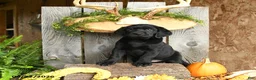 Labrador Retriever dogs for sale: Bear - Ad 4
