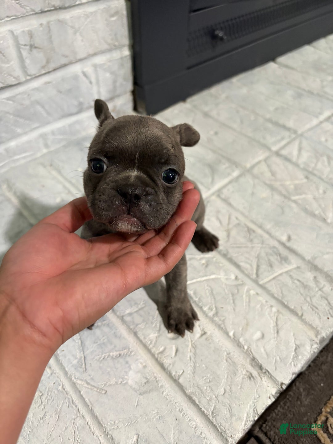 French Bulldog dogs for sale: Skunk - Ad 3