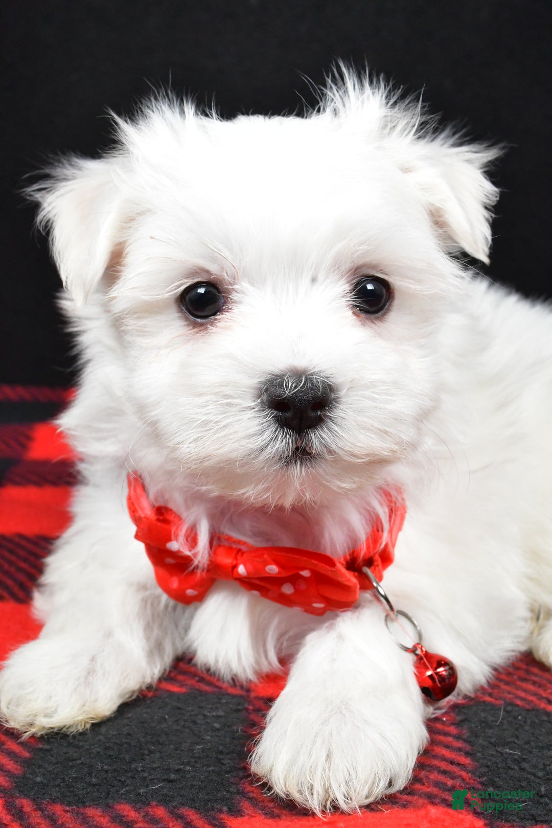 Maltese dogs for sale: Miles - Ad 8