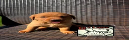 Labrador Retriever dogs for sale: Charlie - Ad 2