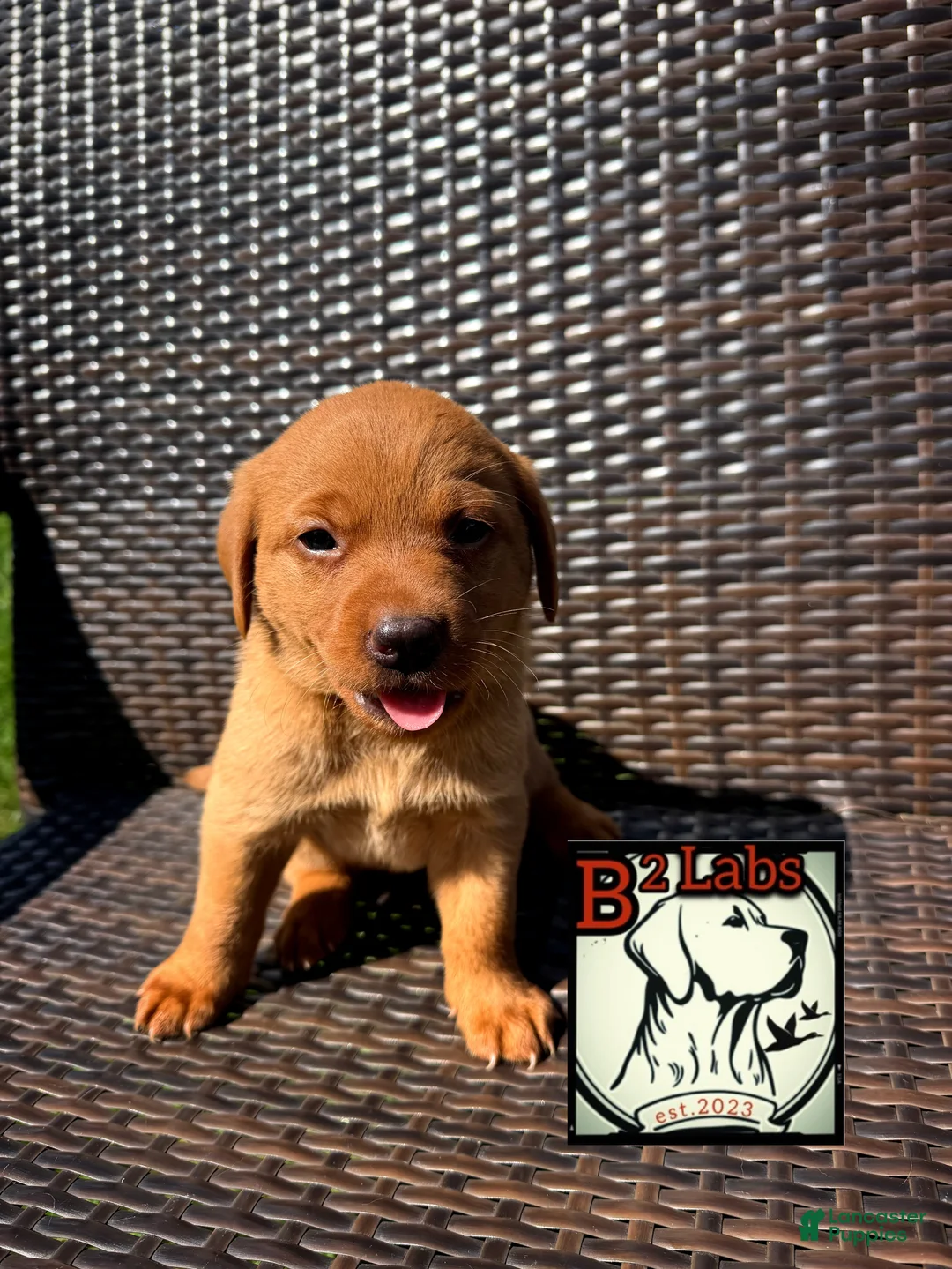 Labrador Retriever dogs for sale: Charlie - Ad 2