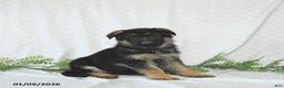 German Shepherd dogs for sale: Maggy - Ad 5
