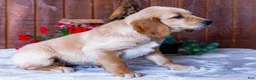 Golden Retriever dogs for sale: Jasmine - Ad 5