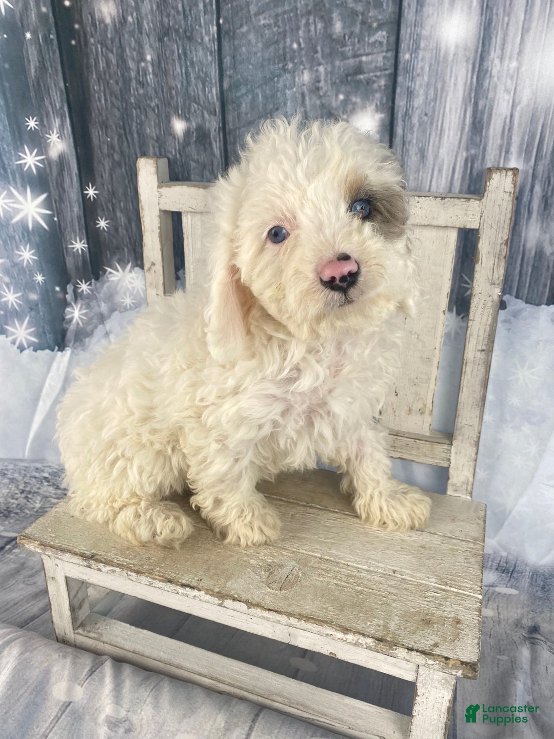 Cavapoo dogs for sale: Starry - Ad 2